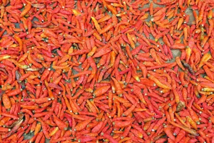 Sådan marinader du piri‑piri‑kylling i vakuum til Sporting Lissabon‑tema‑grill